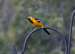 frank chapman western bird guide